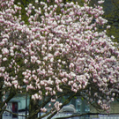 101_5929_jpg-1320271542