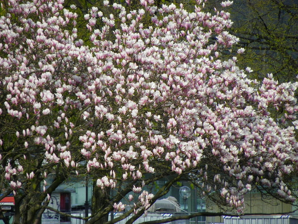 101_5929_jpg-1320271542