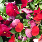 101_5934_jpg-1320271548