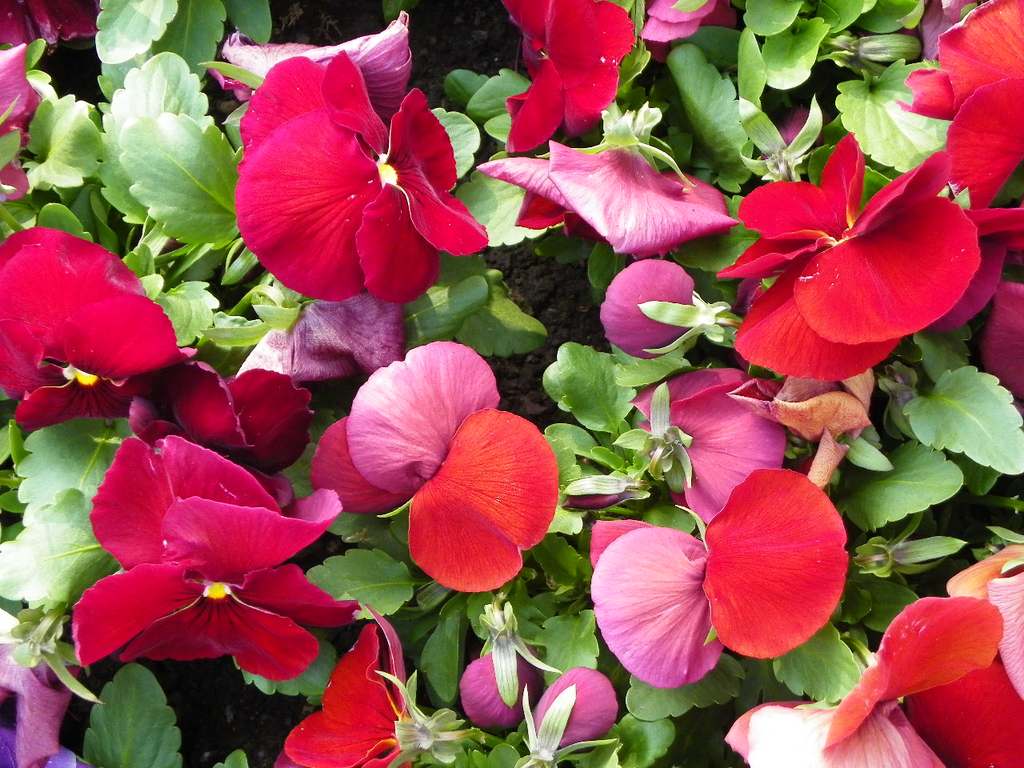 101_5934_jpg-1320271548