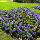 100_9989_jpg-1320271604