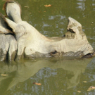 NH_Hertha_Trcka.jpg