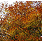 DSC03595 _4_.JPG