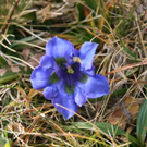 Leserreporter: Enzian und Maikäfer im November