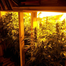 Cannabis1.JPG