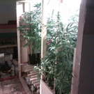 Cannabis2.JPG