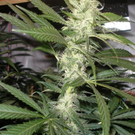 Cannabis3.JPG