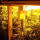 Cannabis1-600.jpg