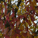 normal_06112011goldenerherbstmmaktivnews__1_.jpg