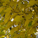 normal_06112011goldenerherbstmmaktivnews__12_.jpg
