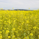 normal_06112011goldenerherbstmmaktivnews__13_.jpg