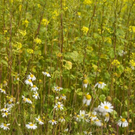 normal_06112011goldenerherbstmmaktivnews__14_.jpg