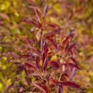 normal_06112011goldenerherbstmmaktivnews__15_.jpg