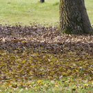 normal_06112011goldenerherbstmmaktivnews__17_.jpg