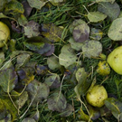 normal_06112011goldenerherbstmmaktivnews__18_.jpg