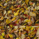 normal_06112011goldenerherbstmmaktivnews__2_.jpg