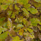 normal_06112011goldenerherbstmmaktivnews__21_.jpg