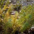 normal_06112011goldenerherbstmmaktivnews__23_.jpg