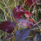 normal_06112011goldenerherbstmmaktivnews__24_.jpg
