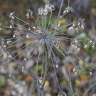normal_06112011goldenerherbstmmaktivnews__25_.jpg