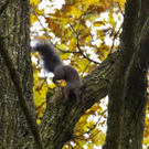 normal_06112011goldenerherbstmmaktivnews__29_.jpg