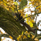 normal_06112011goldenerherbstmmaktivnews__30_.jpg