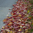 normal_06112011goldenerherbstmmaktivnews__32_.jpg