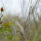 normal_06112011goldenerherbstmmaktivnews__33_.jpg