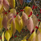 normal_06112011goldenerherbstmmaktivnews__35_.jpg