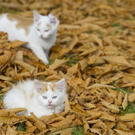 normal_06112011goldenerherbstmmaktivnews__37_.jpg
