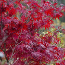 normal_06112011goldenerherbstmmaktivnews__4_.jpg