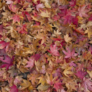 normal_06112011goldenerherbstmmaktivnews__5_.jpg