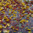 normal_06112011goldenerherbstmmaktivnews__6_.jpg