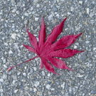 normal_06112011goldenerherbstmmaktivnews__7_.jpg