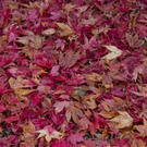 normal_06112011goldenerherbstmmaktivnews__8_.jpg