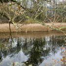 Lustenau am Rohr _01__JPG-1320591614