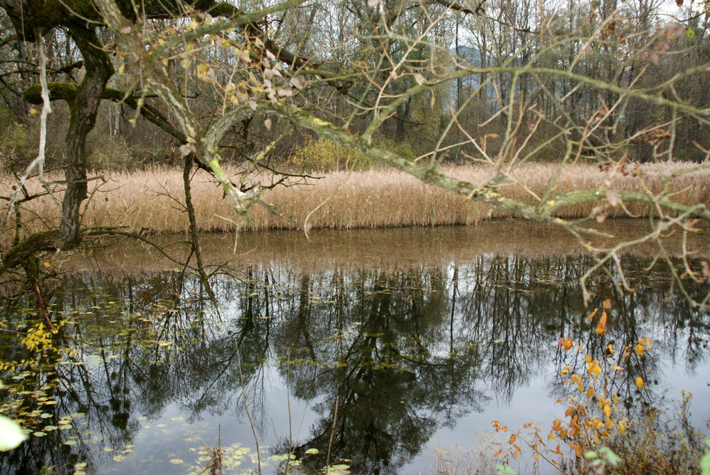 Lustenau am Rohr _01__JPG-1320591614