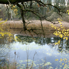 Lustenau am Rohr _02__JPG-1320591662