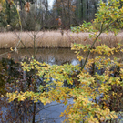 Lustenau am Rohr _03__JPG-1320591706