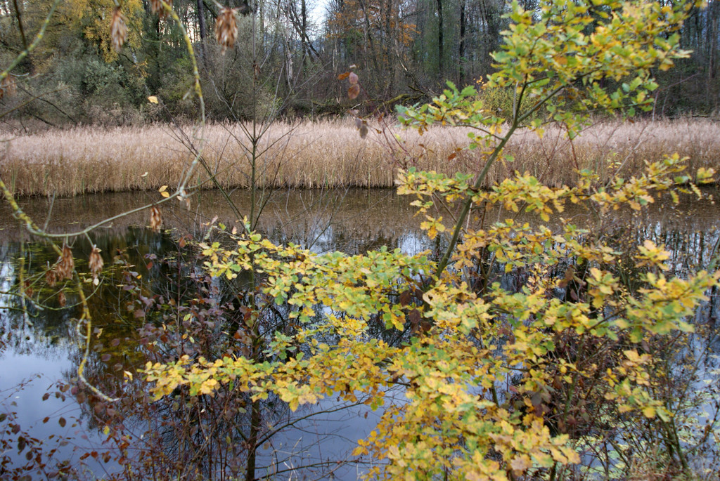 Lustenau am Rohr _03__JPG-1320591706