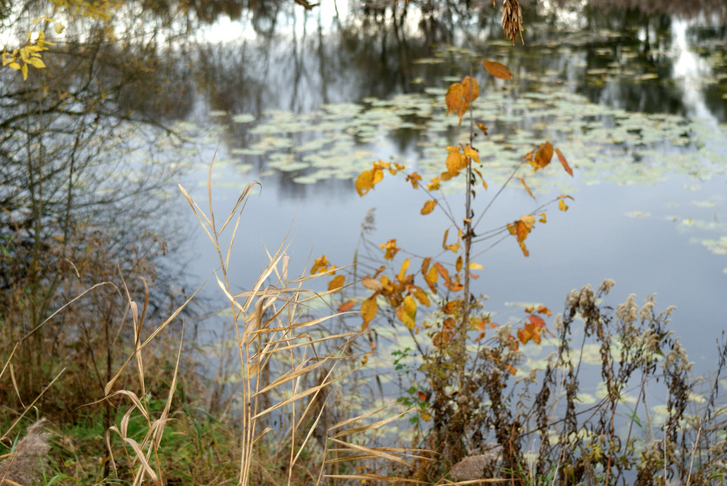 Lustenau am Rohr _04__JPG-1320591736