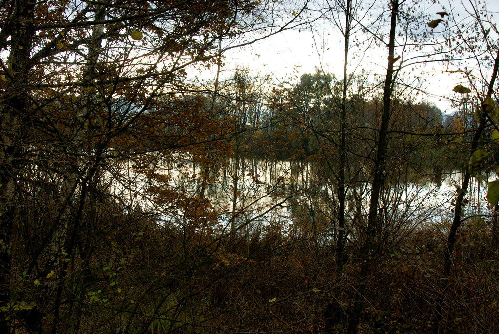 Lustenau am Rohr _08__JPG-1320591900
