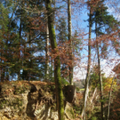 Eichenberg Wanderung M__ggersrunde 06-11-2011 _2__jpg-1320620648
