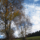 Eichenberg Wanderung M__ggersrunde 06-11-2011 _14__jpg-1320620707