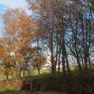 Eichenberg Wanderung M__ggersrunde 06-11-2011 _20__jpg-1320620732