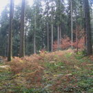 Eichenberg Wanderung M__ggersrunde 06-11-2011 _25__jpg-1320620758