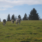 Eichenberg Wanderung M__ggersrunde 06-11-2011 _36__jpg-1320620803