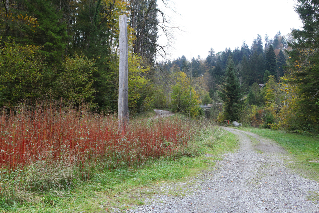 Wa__lderbahntrasse Langenegg15.jpg