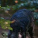 KOE_Wildpark W__lfe 1_jpg-1320660114