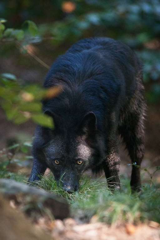 KOE_Wildpark W__lfe 1_jpg-1320660114